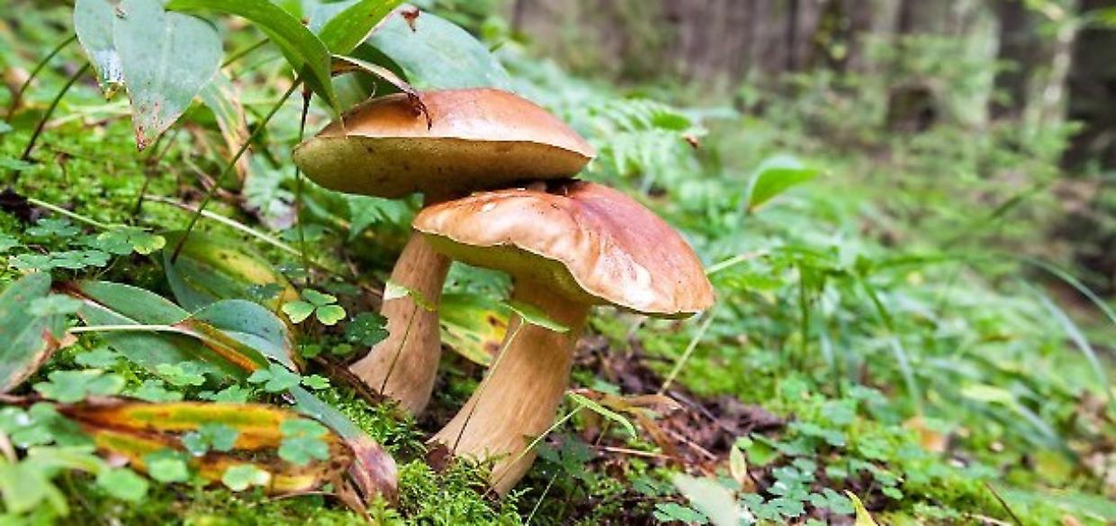 Raccoglie oltre 10 chili di funghi, ma la polizia glieli sequestra