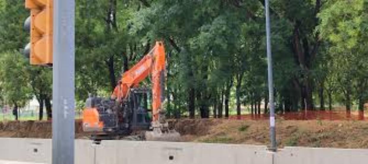 Bologna: Abbattimenti di Alberi in Viale Aldo Moro Scatenano Polemiche