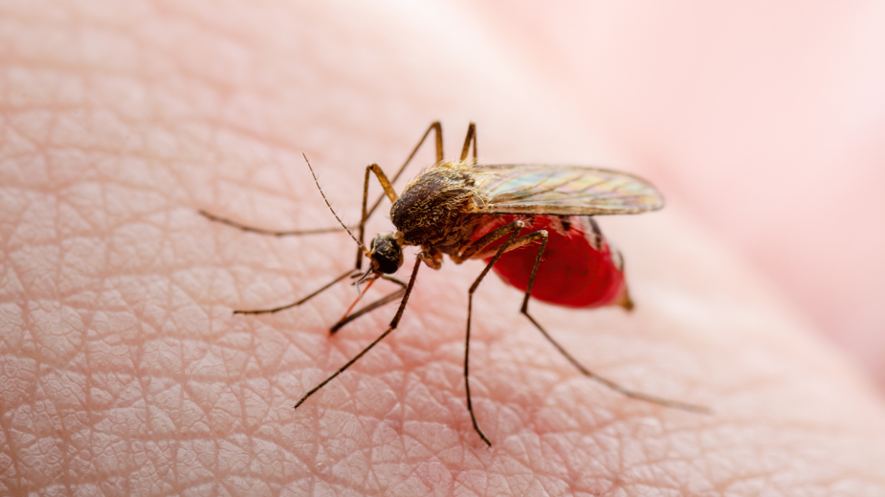 Parma: il virus West Nile colpisce ancora, salgono a quattro le vittime in Emilia-Romagna