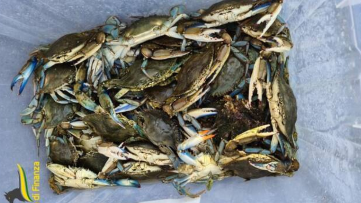 Sequestrati 30 kg di granchi blu e ostriche a Porto Corsini: operazione della Guardia di Finanza