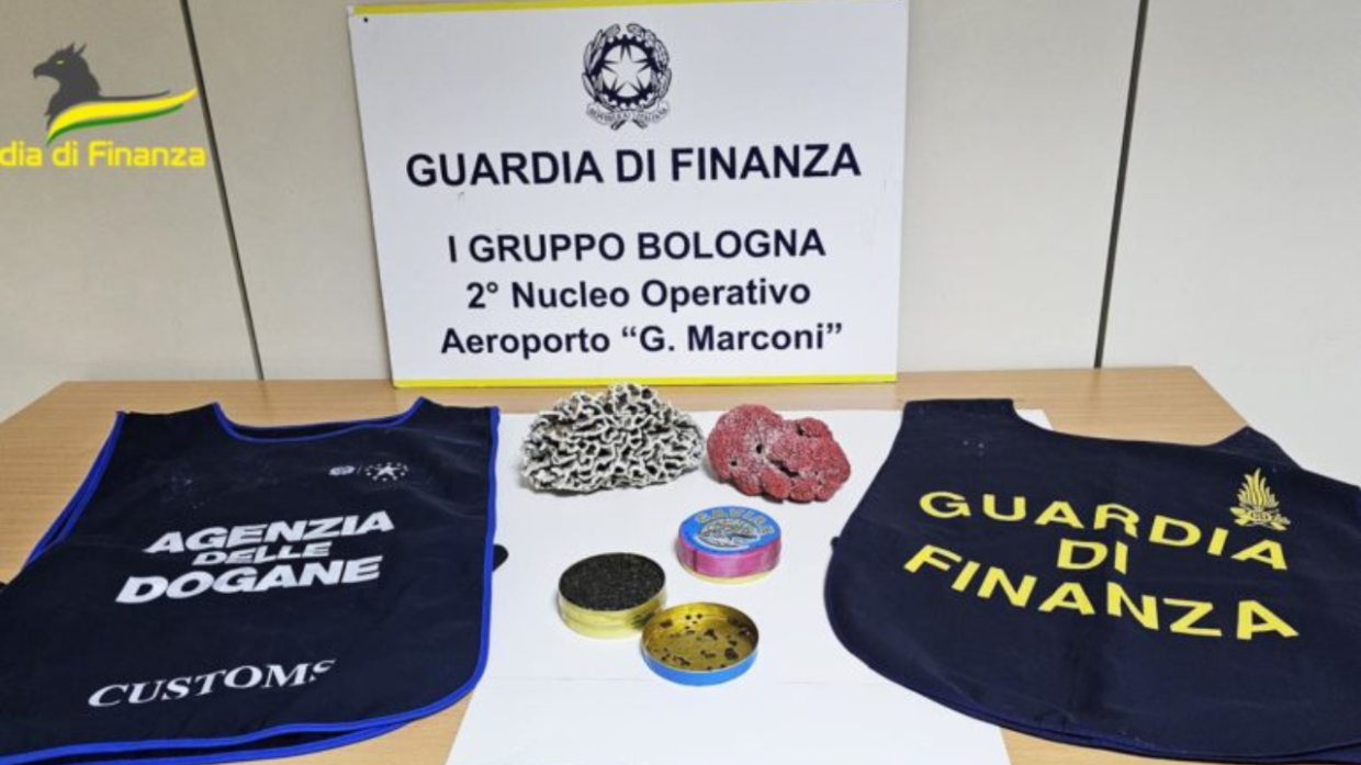 Bologna, sequestrati coralli e caviale appartenenti a specie protette