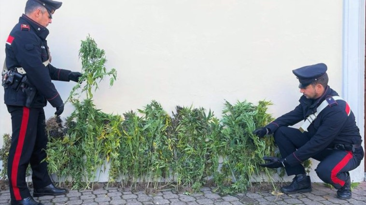 L'inconfondibile odore lo tradisce: 46enne scoperto con 9 piante di marijuana 