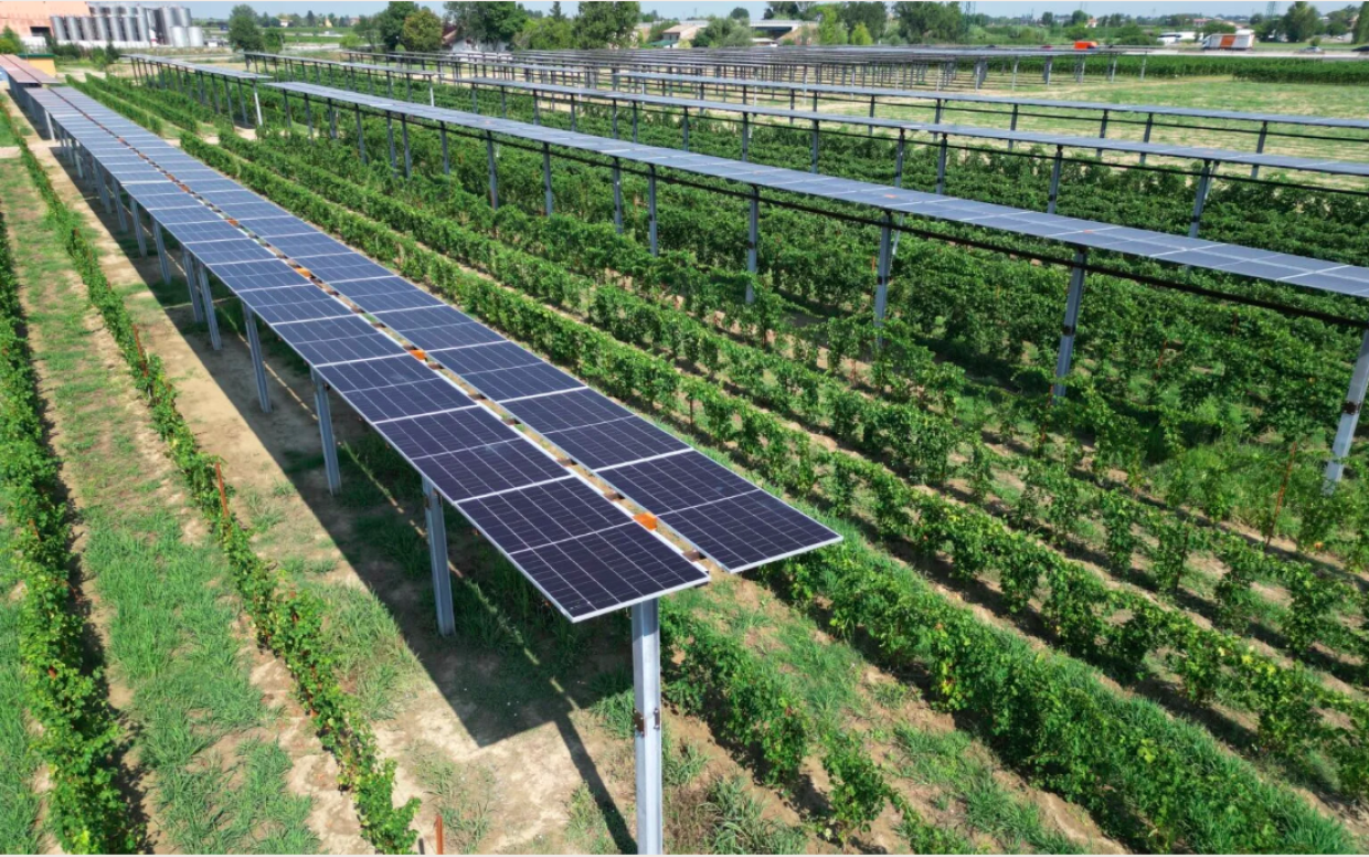 A Forlì il futuro dell'agricoltura sostenibile con l'impianto agrivoltaico avanzato di Caviro
