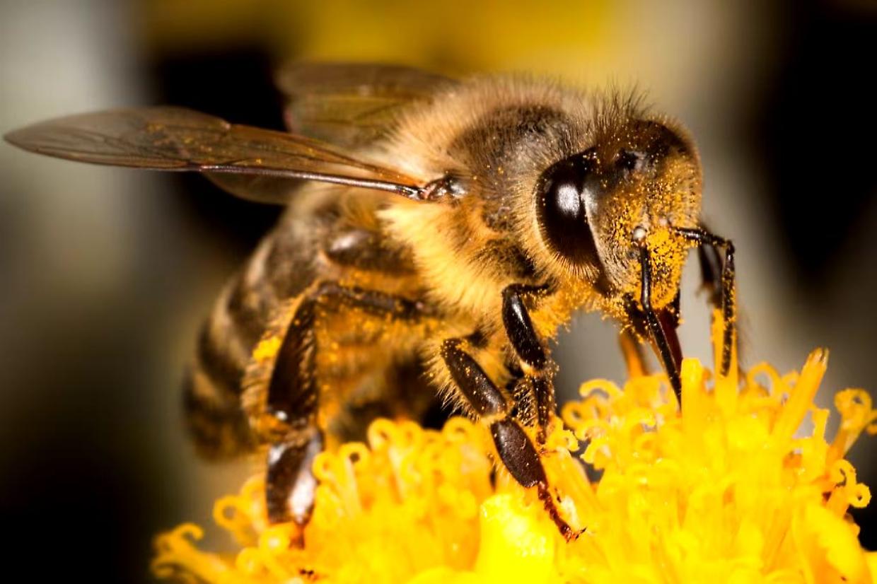 La biodiversità delle api da miele in Emilia-Romagna: uno studio rivela il patrimonio genetico delle nostre impollinatrici