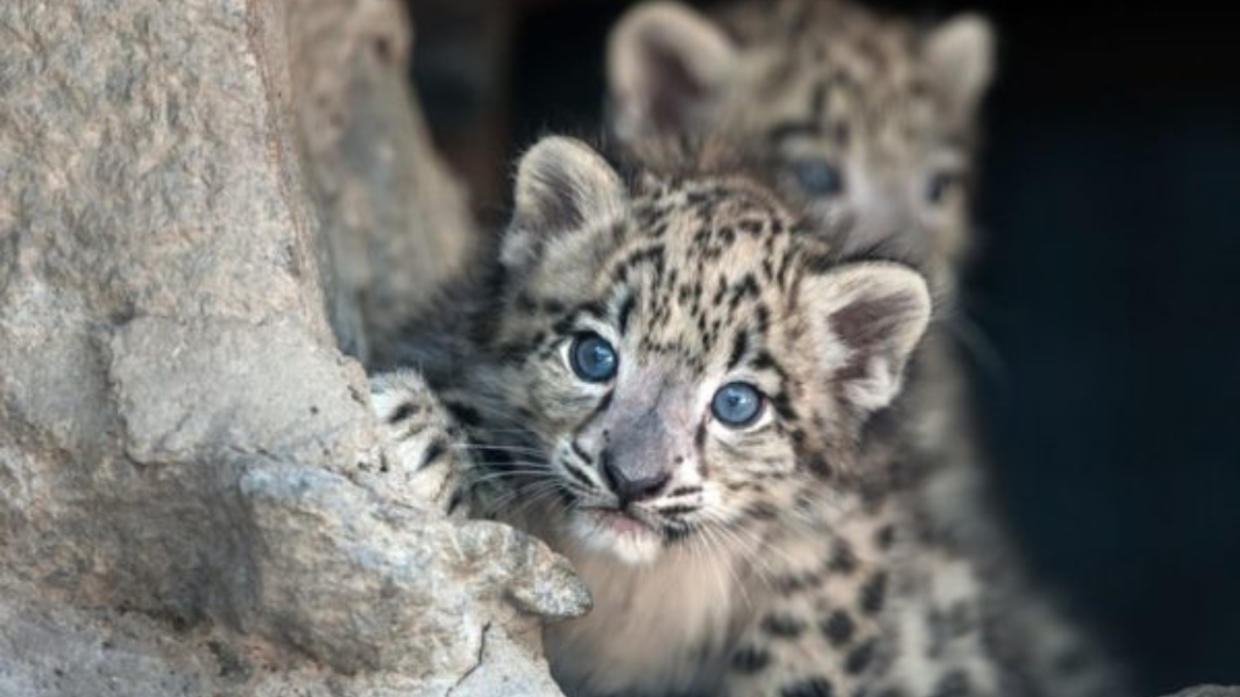 Giornata Mondiale del leopardo delle nevi: un appello per la salvaguardia di una specie in via di estinzione