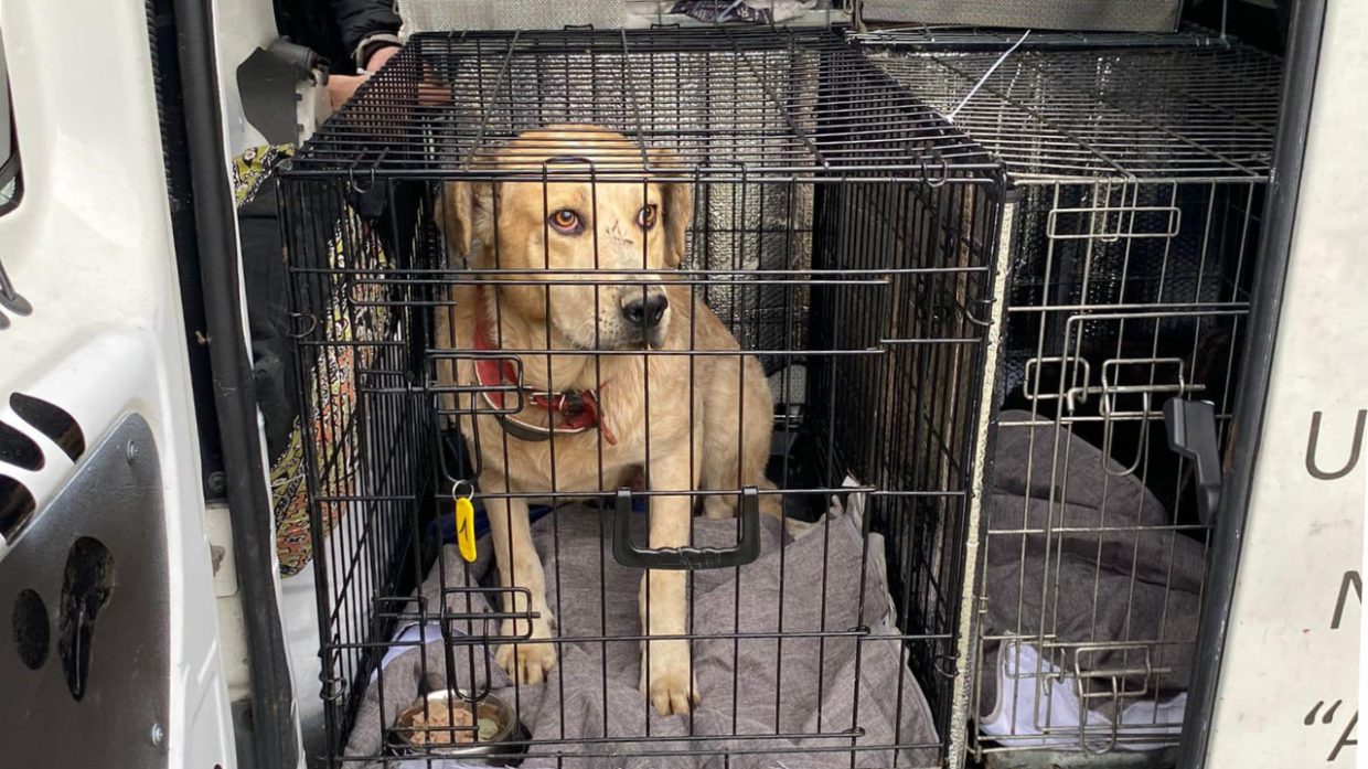 Rifugio di Sant'Agata Feltria: 55 Cani Salvati dal Fango dalla LAV