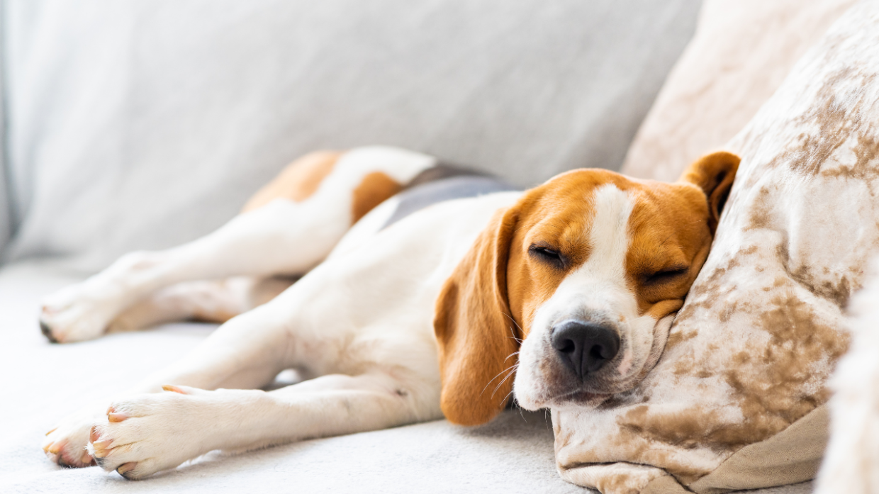Anche i cani hanno le loro preoccupazioni: ecco come il sonno risolve i loro problemi