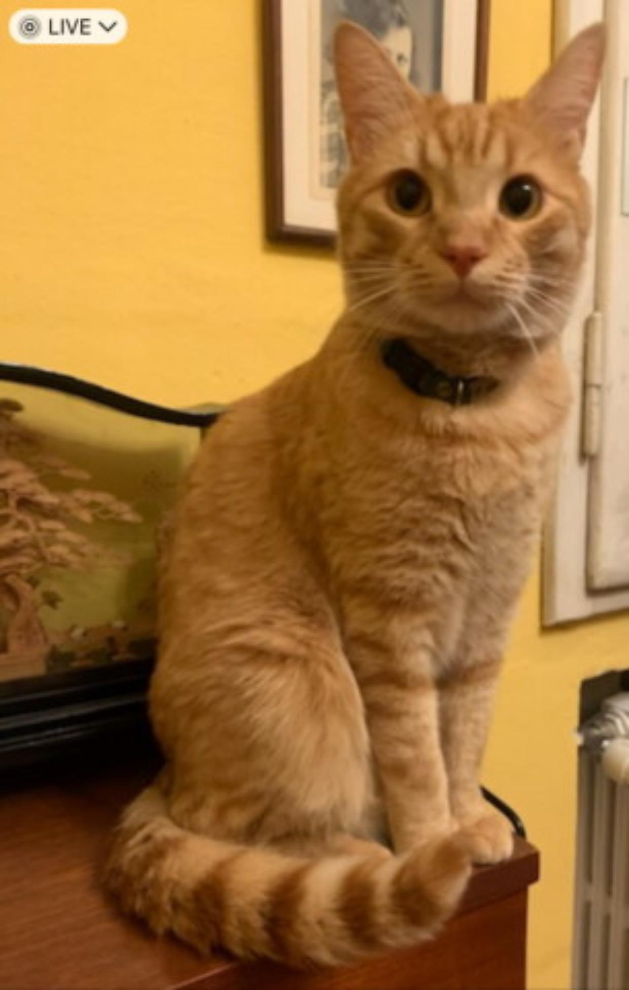 Ritrovato Neo, il gatto scomparso da più di 3 mesi: "Per trovarlo ho chiesto anche a un detective specializzato"