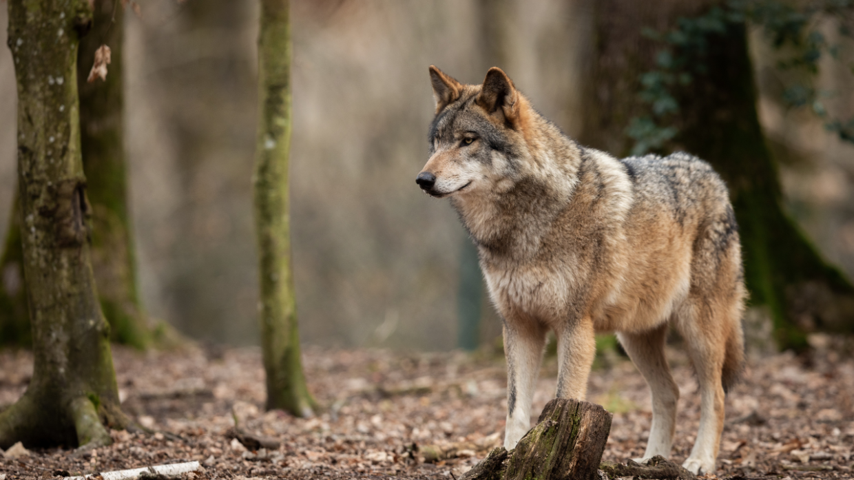 Tenta di soccorrere un lupo investito, ma l'animale lo azzanna alle mani