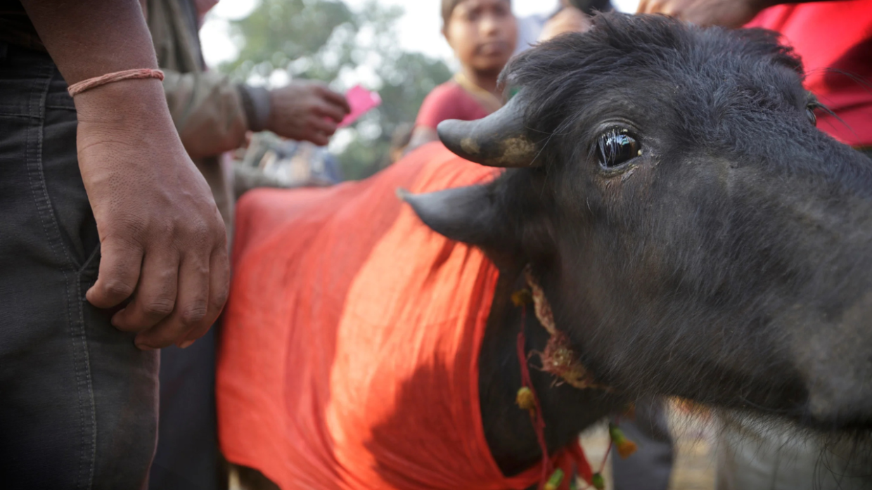 Gadhimai Festival: il mondo assiste al più grande sacrificio di animali del pianeta