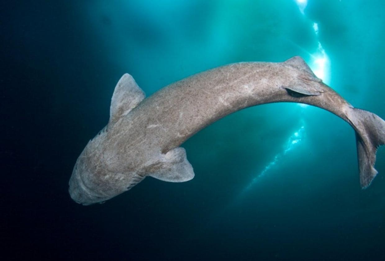 Scoperto il segreto della longevità dello squalo della Groenlandia: il suo genoma svela nuove prospettive per la salute umana
