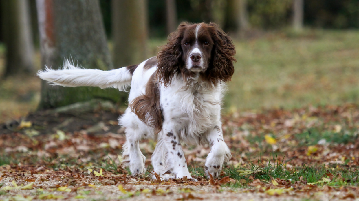Arrivano i cani detective: i nuovi eroi che salvano il vino