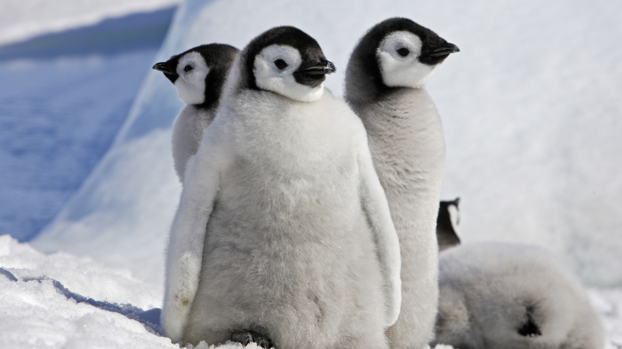 I Pinguini dal Collare: Maestri del Micro-Sonno in Antartide