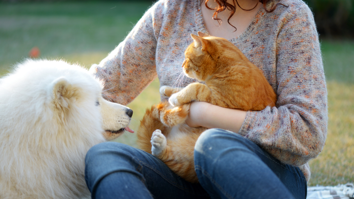 Pet Therapy al Rizzoli: un progetto innovativo per migliorare l'umore e ridurre lo stress nei pazienti oncologici 