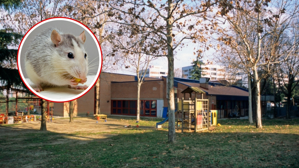 La scuola materna Caravaggio chiude temporaneamente per la presenza di topi. Misure straordinarie per garantire la sicurezza