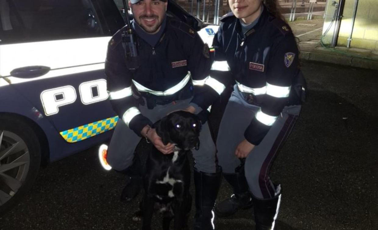 Cane in fuga sull'autostrada A1: salvato dalla polizia stradale e riunito alla famiglia
