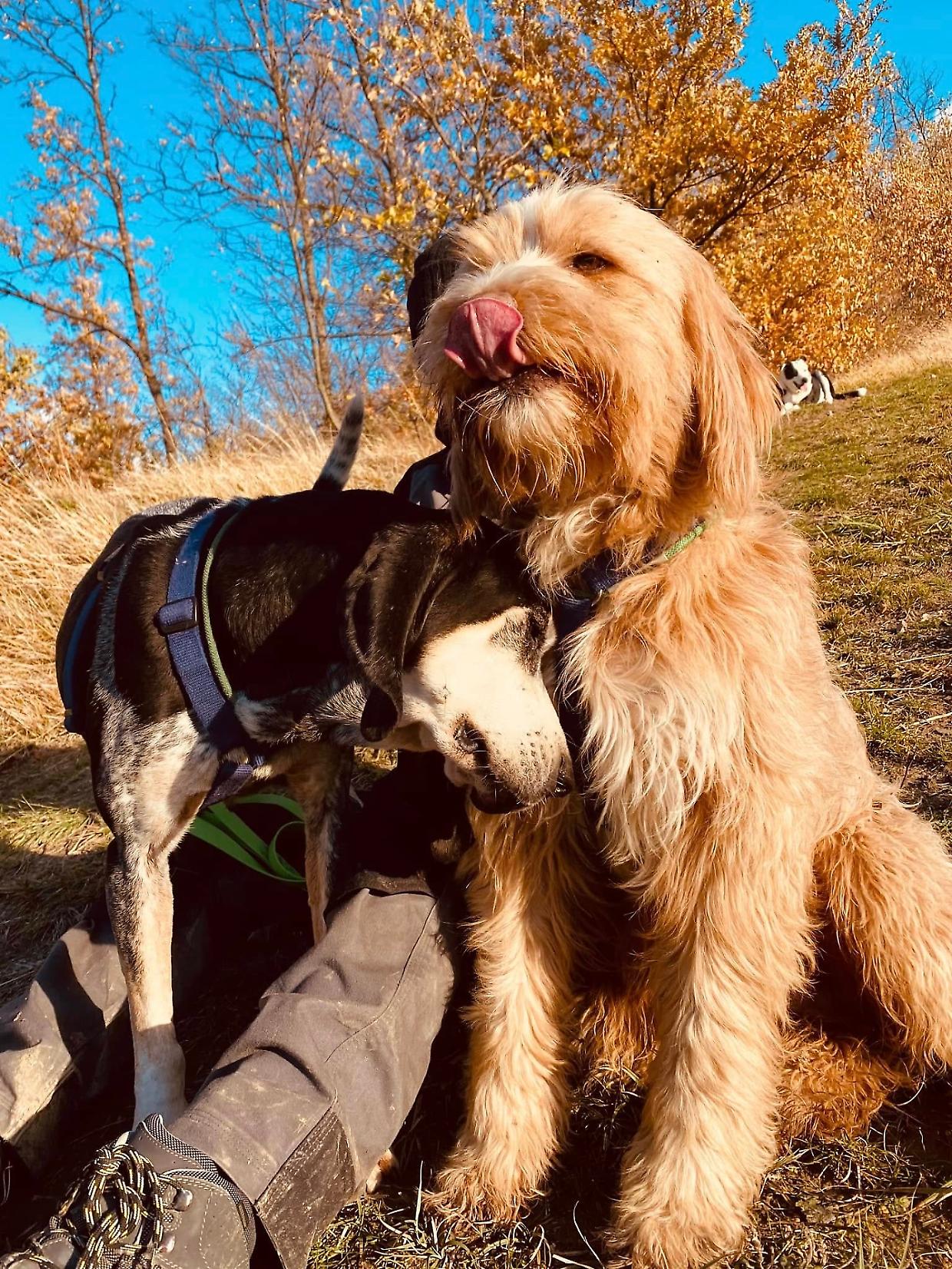 "Giustizia per Franco", il cane ucciso da una fucilata a Monte San Pietro