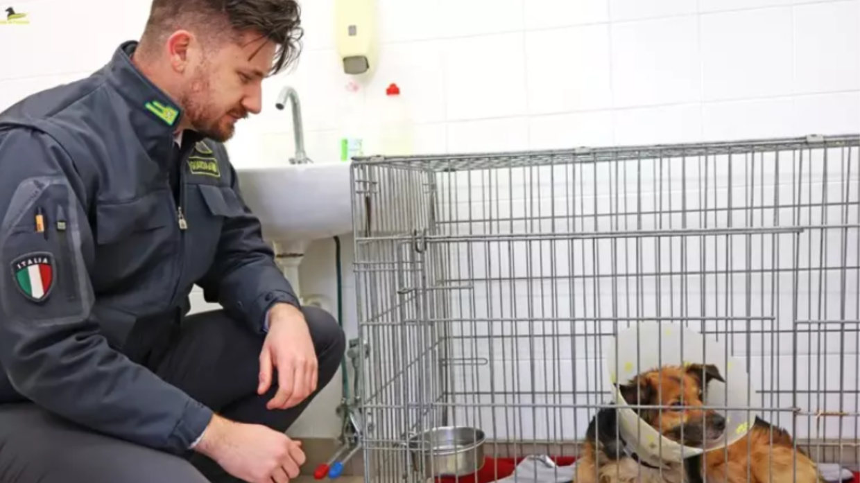 Maxi evasione tra allevatori e veterinari: la Finanza smaschera un giro da 800mila euro