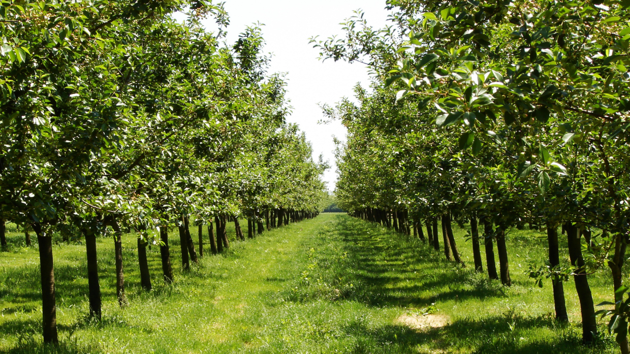 La Regione apre un nuovo bando per la salvaguardia della produzione di frutta
