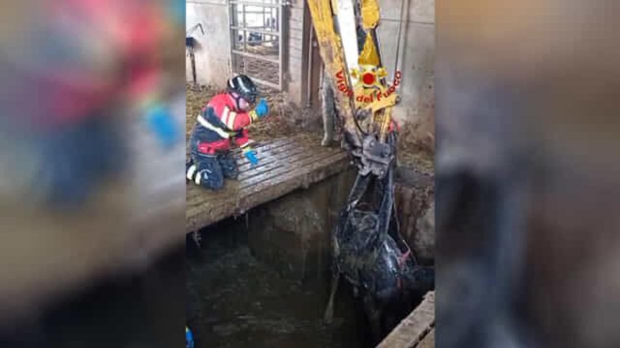 Mucche cadono in una vasca di liquame a Montale Rangone: salvate dopo cinque ore di intervento