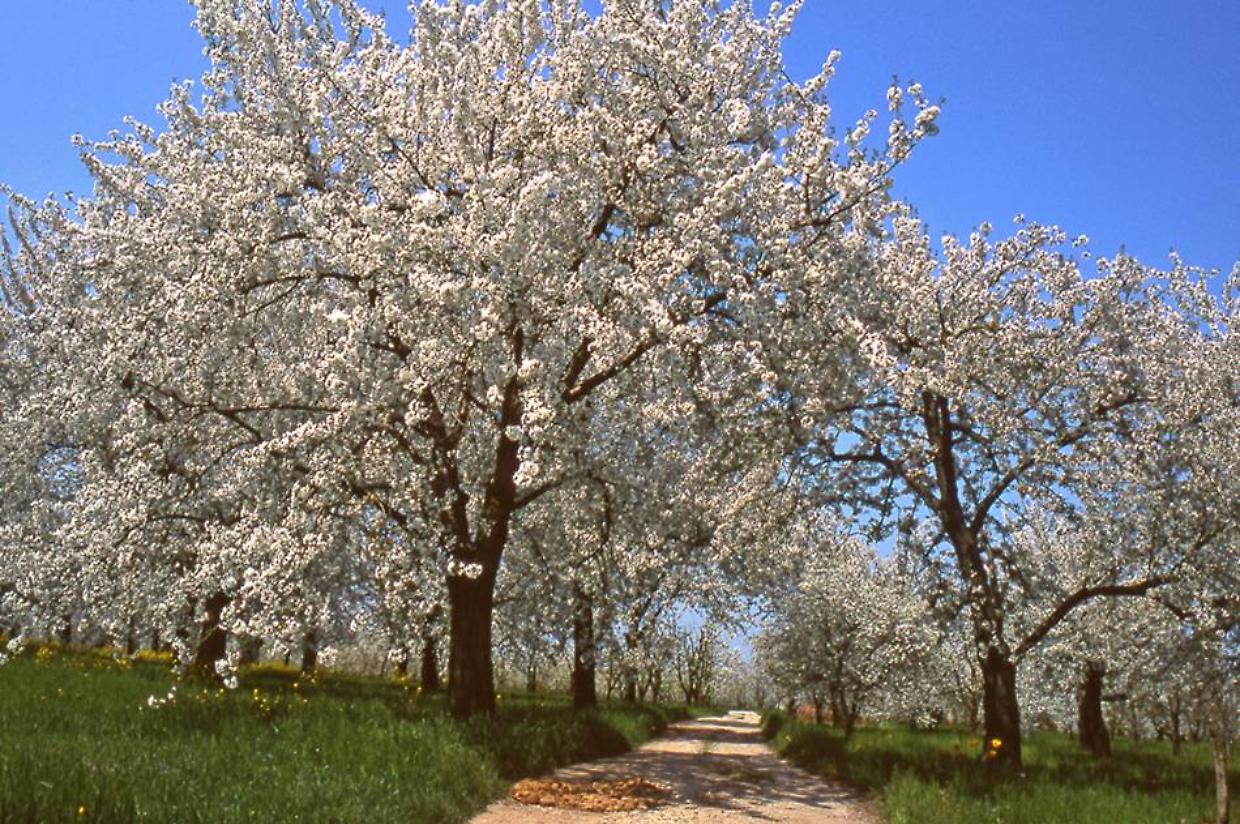 "Il Giappone tra Bologna e Modena": una passeggiata alla scoperta dei ciliegi in fiore e della storia di Vignola