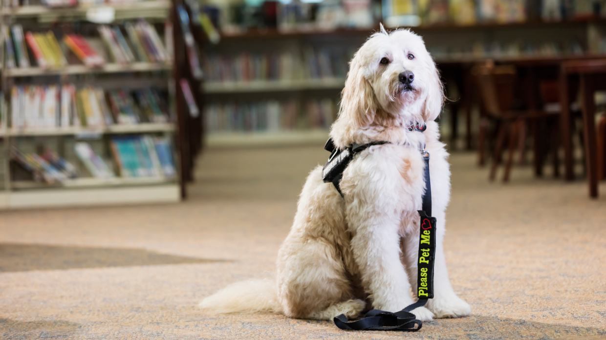 Visite ai musei con il cane: l'Innovativo servizio di Bauadvisor