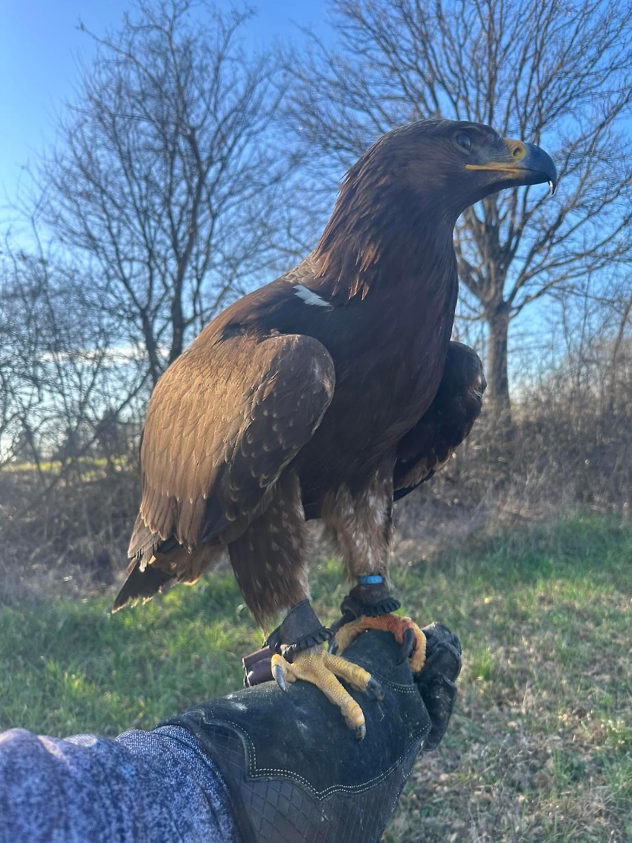 "Aiutatemi a trovare Soona": il curioso appello per un'aquila smarrita a Bazzano