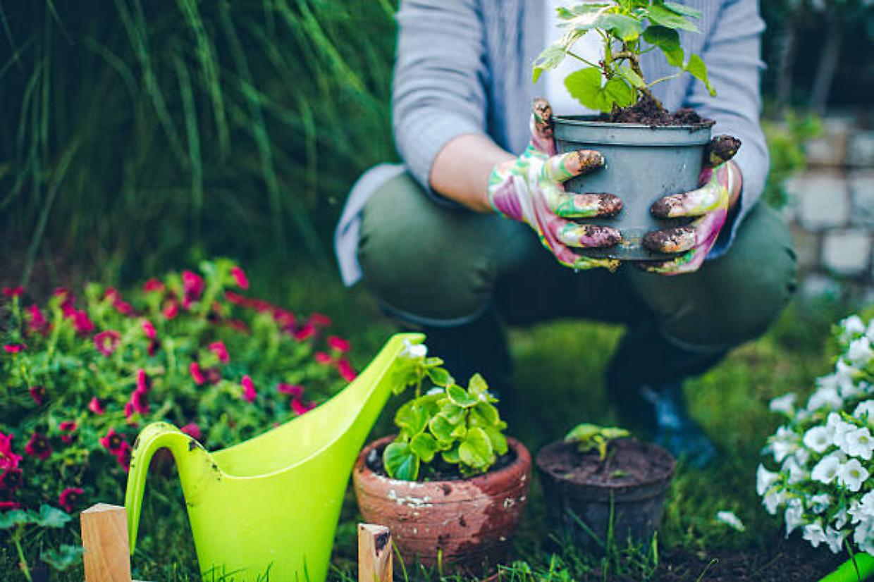 giardiniere ucraino a bologna: annullate le multe per le corsie preferenziali