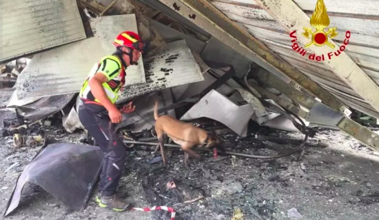 Il fiuto infallibile di Max: il pastore belga che svela i misteri degli incendi