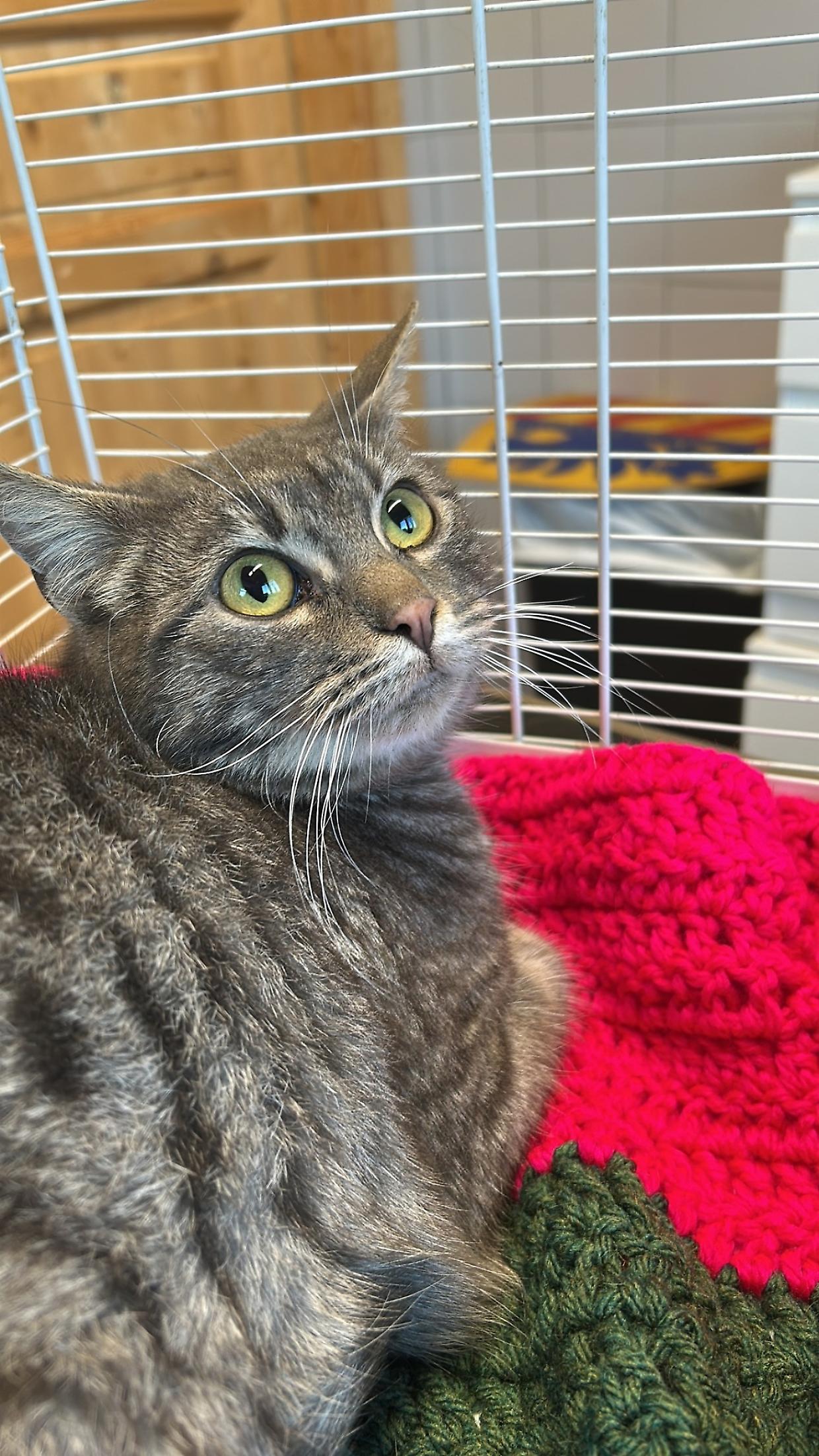 Allerta parvovirosi al gattile di Bologna: misure straordinarie e collaborazioni in corso
