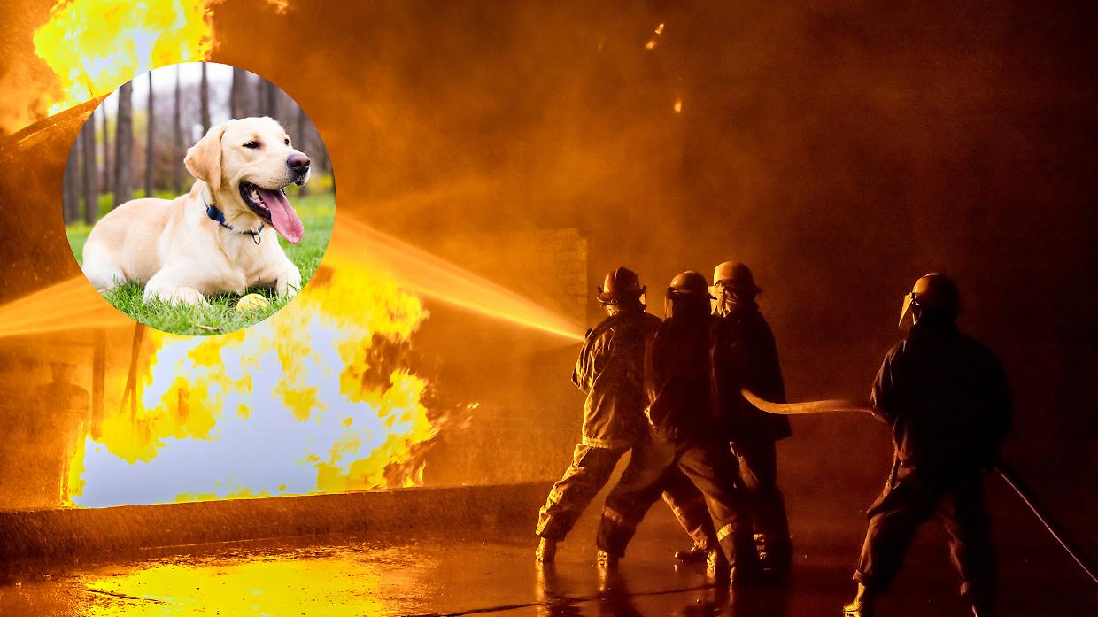 Eroico salvataggio in zona Mazzini: il vice ispettore Cicchella porta in salvo un labrador durante un incendio