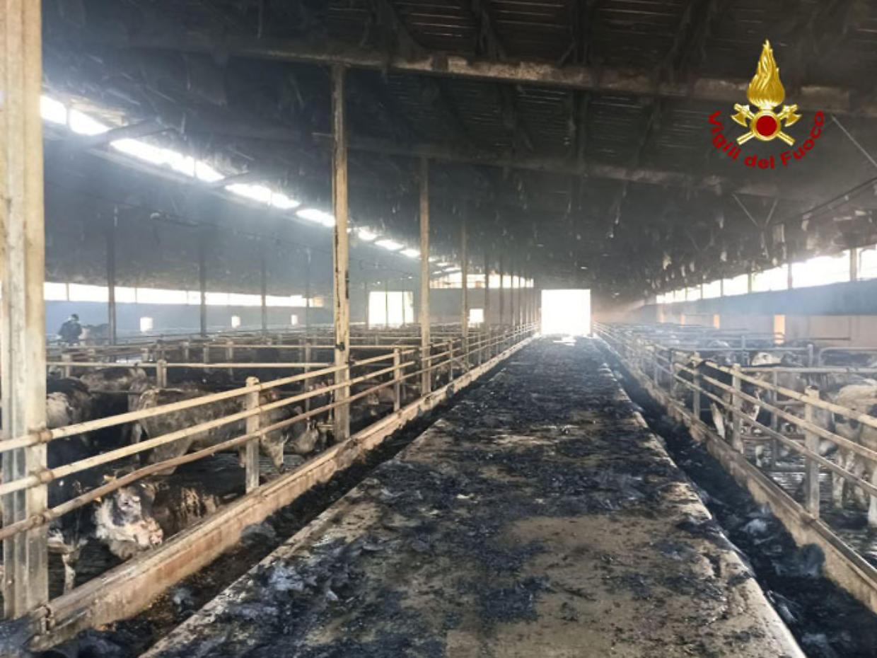 Incendio devasta un allevamento a Castel San Pietro con quasi 400 bovini al suo interno