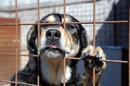 Ozzano dell'Emilia: multa di mille euro per chi abbandona il proprio cane