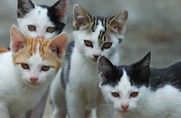 Emergenza freddo al gattile di Ravenna: il Comune interviene ma non è abbastanza