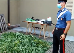 Arrestato coltivatore diretto... di droga