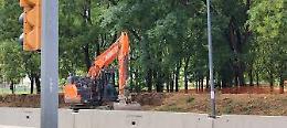 Bologna, gli alberi abbattuti in viale Aldo Moro riscatenano la polemica
