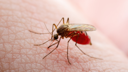 Parma: il virus West Nile colpisce ancora, salgono a quattro le vittime in Emilia-Romagna