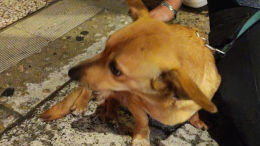 Bologna: ubriaco maltratta cani in strada, denunciato