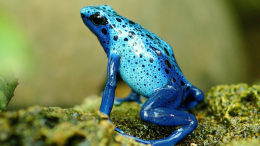 Anfibi da compagnia: una guida completa per gli appassionati di fauna esotica
