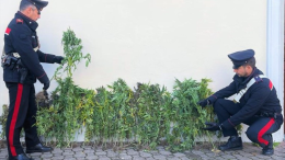 L'inconfondibile odore lo tradisce: 46enne scoperto con 9 piante di marijuana 