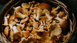Fiumalbo: sequestrati 10 chilogrammi di funghi 