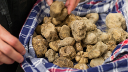 Gusto, profumi e una caccia al tartufo: tutto pronto per la Tartufesta