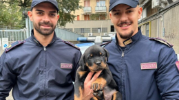  Bologna: denunciato per maltrattamenti su un cucciolo di cane