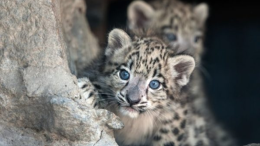 Giornata Mondiale del leopardo delle nevi: un appello per la salvaguardia di una specie in via di estinzione