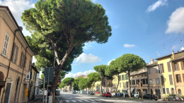 Ravenna: petizione per salvare i pini di Lido di Savio