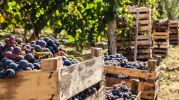 Vendemmia 2024: produzione in aumento, ritorna l' Ancellotta