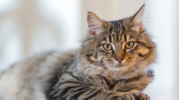 Primo caso in Italia di influenza aviaria in un gatto