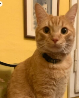 Ritrovato Neo, il gatto scomparso da più di 3 mesi: "Per trovarlo ho chiesto anche a un detective specializzato"
