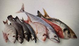 Braccio di ferro pescatori-ambientalisti per il nuovo mercato