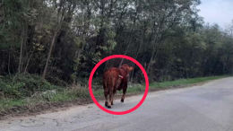 Toro in fuga a Spilamberto: intervento coordinato delle forze dell'ordine per il recupero
